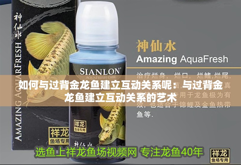 如何與過背金龍魚建立互動關系呢：與過背金龍魚建立互動關系的藝術