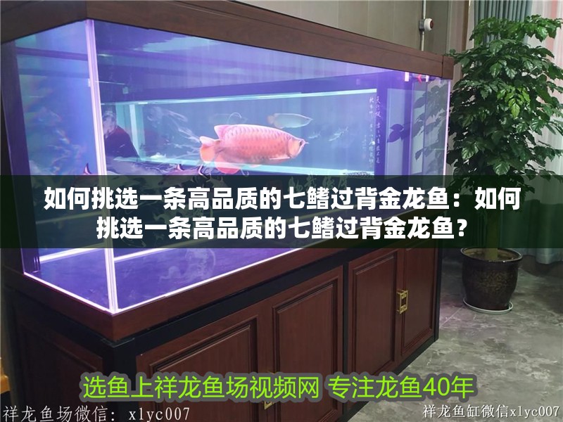 如何挑選一條高品質的七鰭過背金龍魚：如何挑選一條高品質的七鰭過背金龍魚？