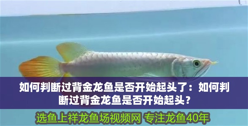 如何判斷過背金龍魚是否開始起頭了：如何判斷過背金龍魚是否開始起頭？