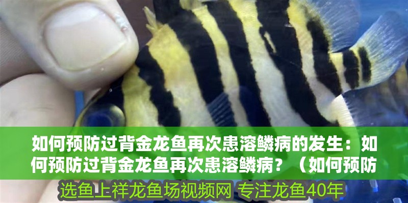 如何預防過背金龍魚再次患溶鱗病的發生：如何預防過背金龍魚再次患溶鱗病？（如何預防過背金龍魚再次患上溶鱗病）
