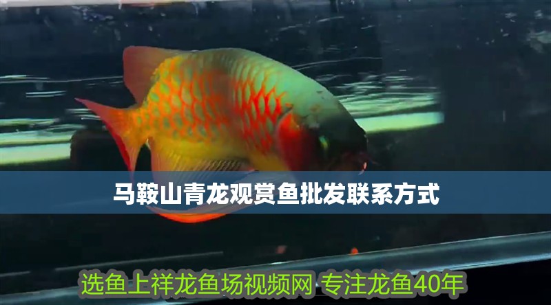 馬鞍山青龍觀賞魚批發聯系方式