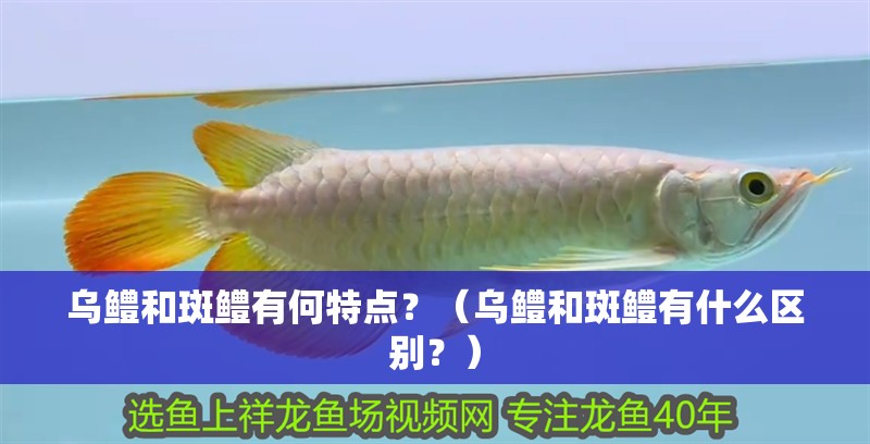 烏鱧和斑鱧有何特點？（烏鱧和斑鱧有什么區別？）
