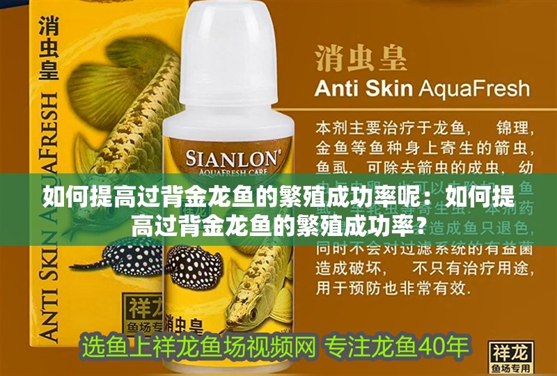如何提高過背金龍魚的繁殖成功率呢：如何提高過背金龍魚的繁殖成功率？