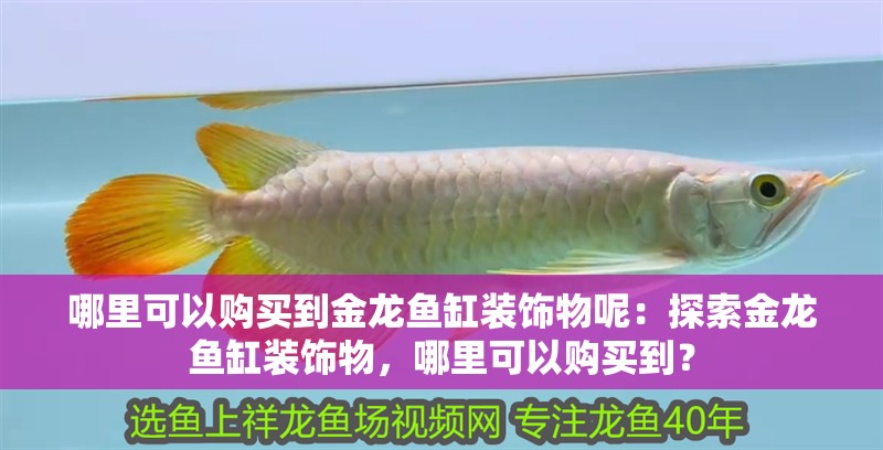 哪里可以購買到金龍魚缸裝飾物呢：探索金龍魚缸裝飾物，哪里可以購買到？