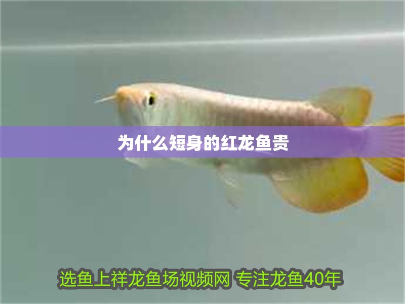 為什么短身的紅龍魚貴