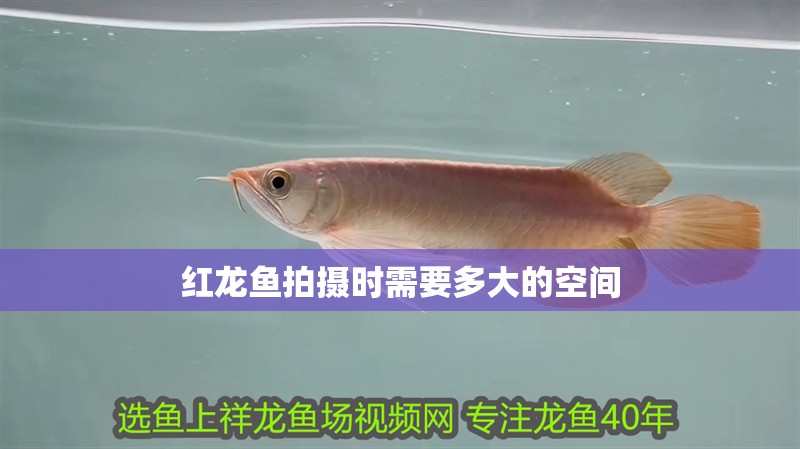 紅龍魚拍攝時需要多大的空間