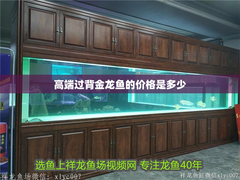高端過背金龍魚的價格是多少
