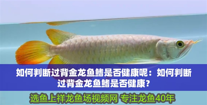 如何判斷過背金龍魚鰭是否健康呢：如何判斷過背金龍魚鰭是否健康？