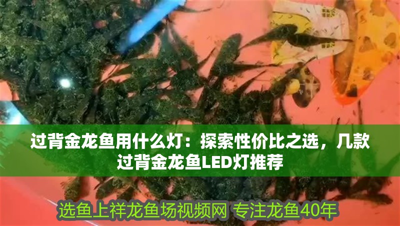 過背金龍魚用什么燈：探索性價(jià)比之選，幾款過背金龍魚LED燈推薦