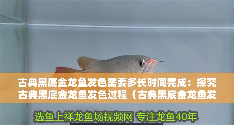 古典黑底金龍魚發色需要多長時間完成：探究古典黑底金龍魚發色過程（古典黑底金龍魚發色的基本原理）