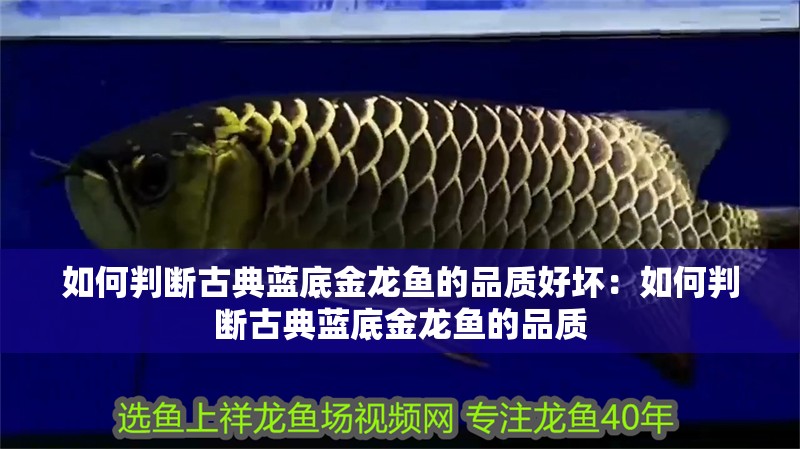 如何判斷古典藍底金龍魚的品質好壞：如何判斷古典藍底金龍魚的品質