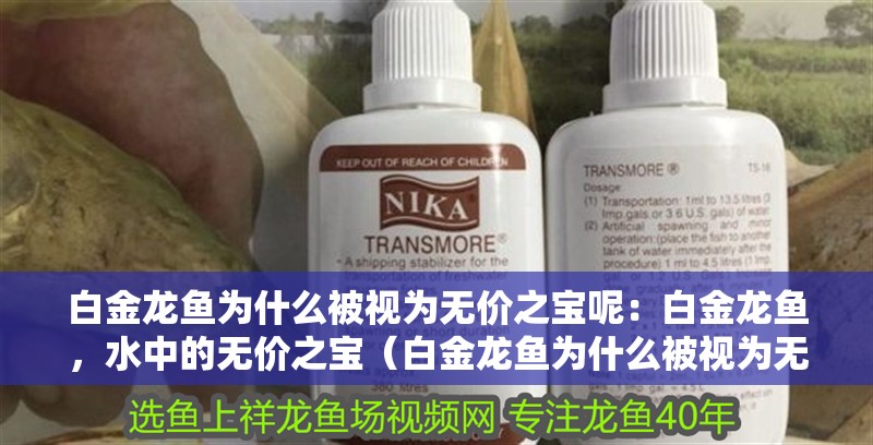 白金龍魚為什么被視為無價之寶呢：白金龍魚，水中的無價之寶（白金龍魚為什么被視為無價之寶）