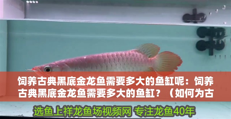 飼養古典黑底金龍魚需要多大的魚缸呢：飼養古典黑底金龍魚需要多大的魚缸？（如何為古典黑底金龍魚選擇合適的魚缸大小）