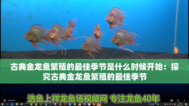 古典金龍魚繁殖的最佳季節(jié)是什么時(shí)候開(kāi)始：探究古典金龍魚繁殖的最佳季節(jié)