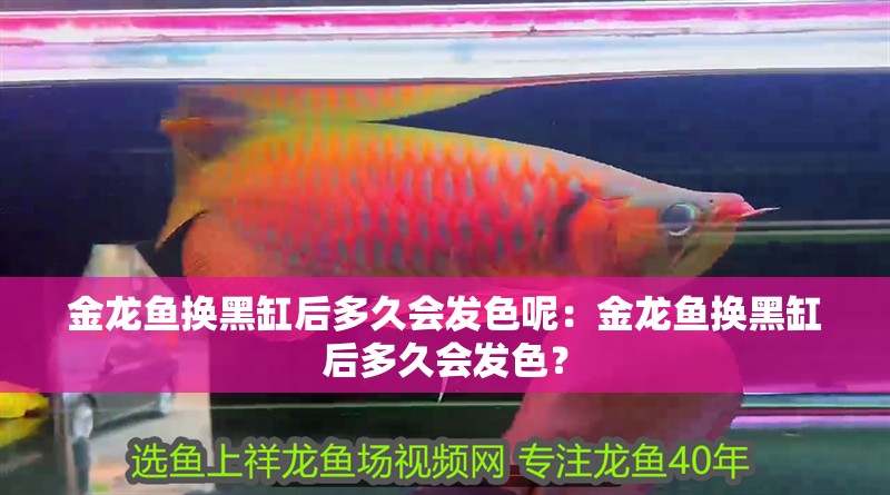 金龍魚換黑缸后多久會發(fā)色呢：金龍魚換黑缸后多久會發(fā)色？