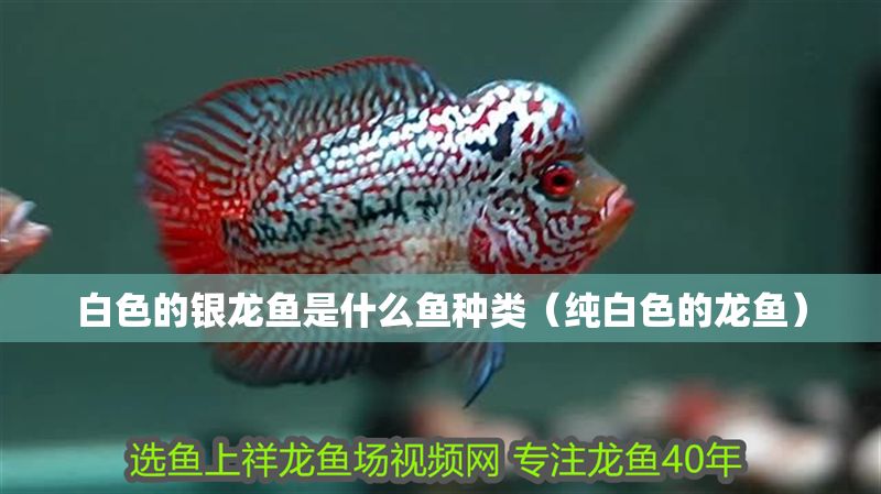 白色的銀龍魚是什么魚種類(純白色的龍魚) 龍魚百科 第1張 白色的銀龍魚是什么魚種類(純白色的龍魚) 白色的銀龍魚是什么魚種類(純白色的龍魚) 龍魚百科 第1張