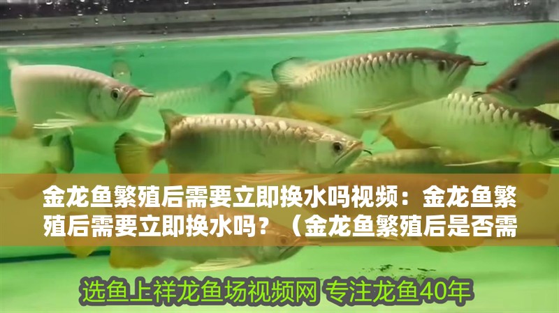 龍魚干蝦有營養(yǎng)嗎 金龍魚繁殖后需要立即換水嗎視頻:金龍魚繁殖后需要立即換水嗎?(金龍魚繁殖后是否需要立即更換水質(zhì)) 水族問答 金龍魚繁殖后需要立即換水嗎視頻:金龍魚繁殖后需要立即換水嗎?(金龍魚繁殖后是否需要立即更換水質(zhì)) 金龍魚繁殖后需要立即換水嗎視頻:金龍魚繁殖后需要立即換水嗎?(金龍魚繁殖后是否需要立即更換水質(zhì)) 水族問答