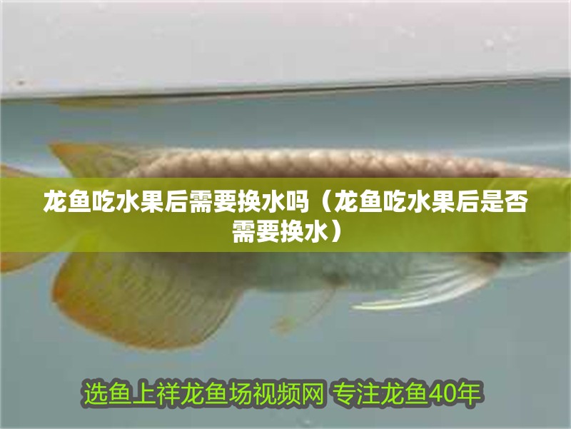 龍魚吃水果后需要換水嗎（龍魚吃水果后是否需要換水）