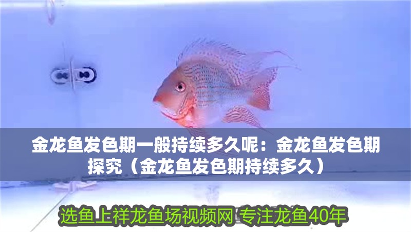金龍魚發(fā)色期一般持續(xù)多久呢：金龍魚發(fā)色期探究（金龍魚發(fā)色期持續(xù)多久）