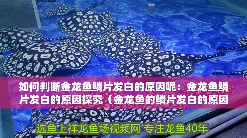 如何判斷金龍魚鱗片發(fā)白的原因呢：金龍魚鱗片發(fā)白的原因探究（金龍魚的鱗片發(fā)白的原因）