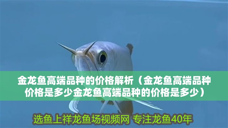 我的虎魚真菌感染了要怎么處理 金龍魚高端品種的價格解析(金龍魚高端品種價格是多少金龍魚高端品種的價格是多少) 水族問答 金龍魚高端品種的價格解析(金龍魚高端品種價格是多少金龍魚高端品種的價格是多少) 金龍魚高端品種的價格解析(金龍魚高端品種價格是多少金龍魚高端品種的價格是多少) 水族問答