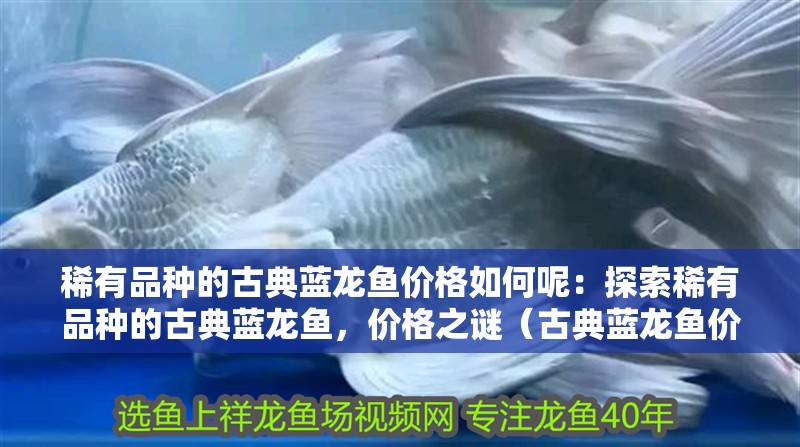 稀有品種的古典藍龍魚價格如何呢：探索稀有品種的古典藍龍魚，價格之謎（古典藍龍魚價格之謎）