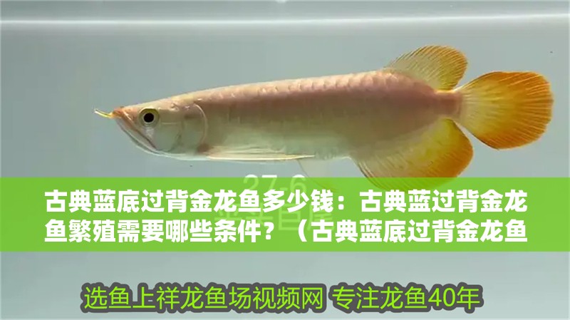 古典藍底過背金龍魚多少錢：古典藍過背金龍魚繁殖需要哪些條件？（古典藍底過背金龍魚繁殖成功的重要因素之一：古典藍過背金龍魚）