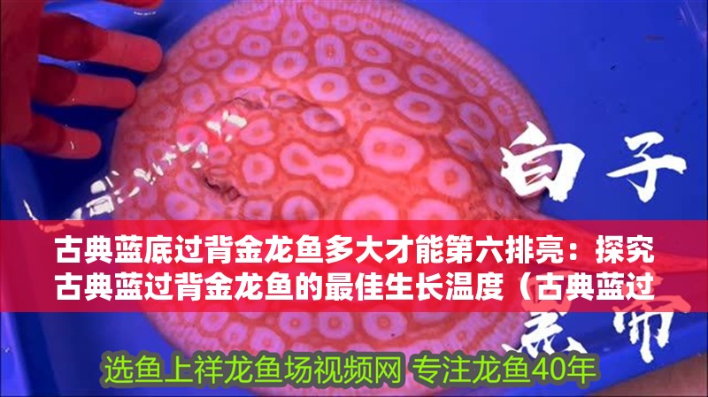 古典藍底過背金龍魚多大才能第六排亮：探究古典藍過背金龍魚的最佳生長溫度（古典藍過背金龍魚在何種條件下能夠達到第六排亮效果）