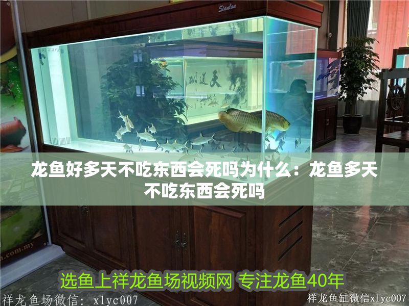 龍魚(yú)好多天不吃東西會(huì)死嗎為什么：龍魚(yú)多天不吃東西會(huì)死嗎