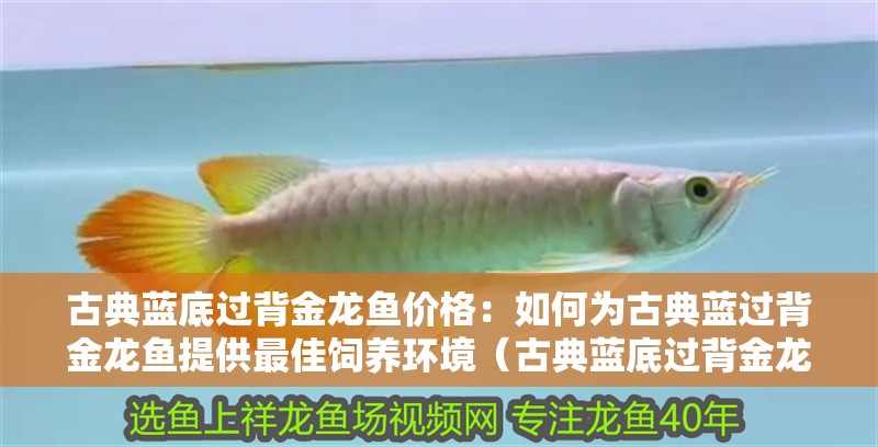 古典藍底過背金龍魚價格：如何為古典藍過背金龍魚提供最佳飼養環境（古典藍底過背金龍魚的飼養環境）