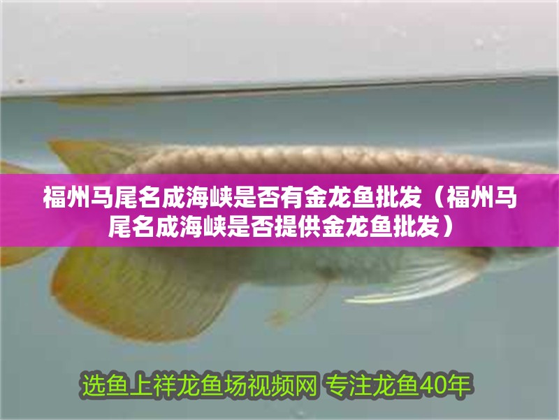 福州馬尾名成海峽是否有金龍魚批發（福州馬尾名成海峽是否提供金龍魚批發）