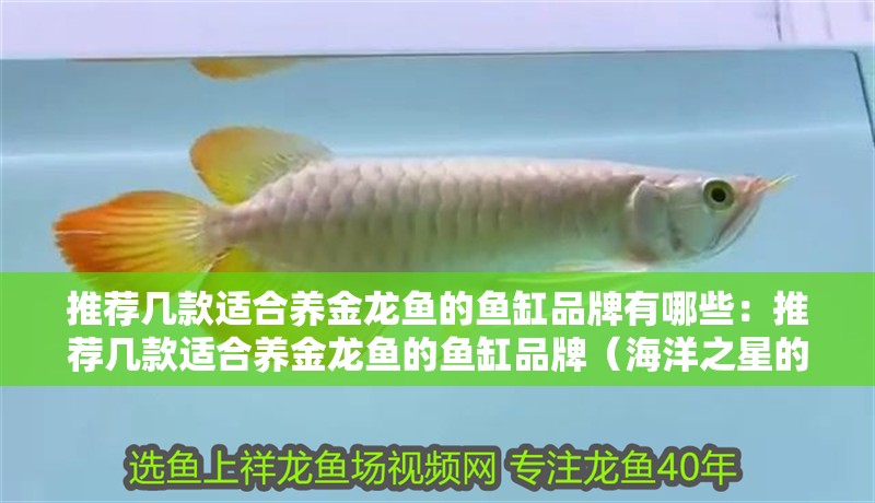 推薦幾款適合養金龍魚的魚缸品牌有哪些：推薦幾款適合養金龍魚的魚缸品牌（海洋之星的魚缸設計）