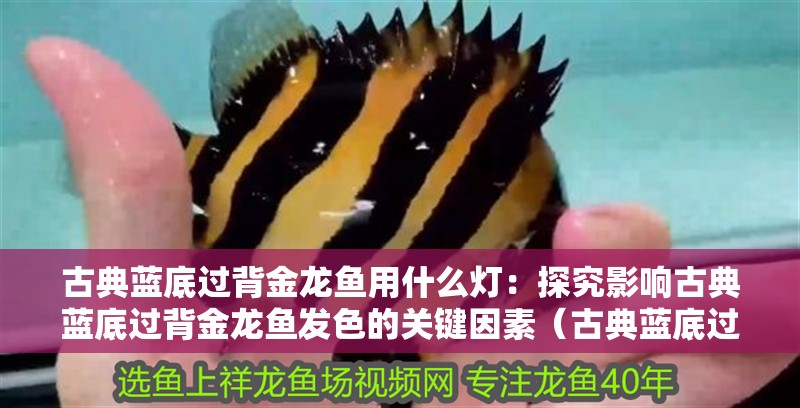 古典藍底過背金龍魚用什么燈：探究影響古典藍底過背金龍魚發色的關鍵因素（古典藍底過背金龍魚發色影響古典藍底過背金龍魚發色的關鍵因素）
