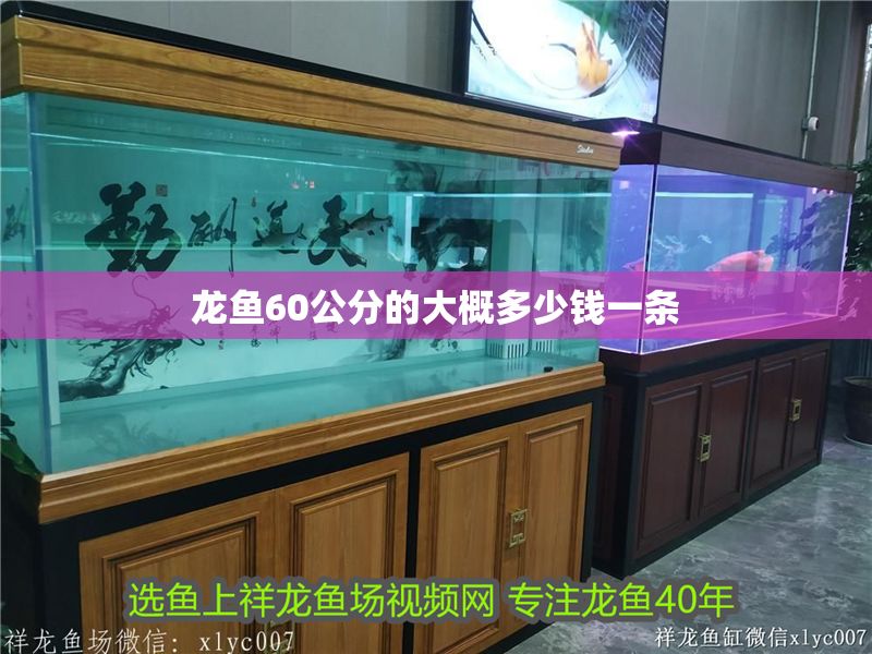 龍魚60公分的大概多少錢一條