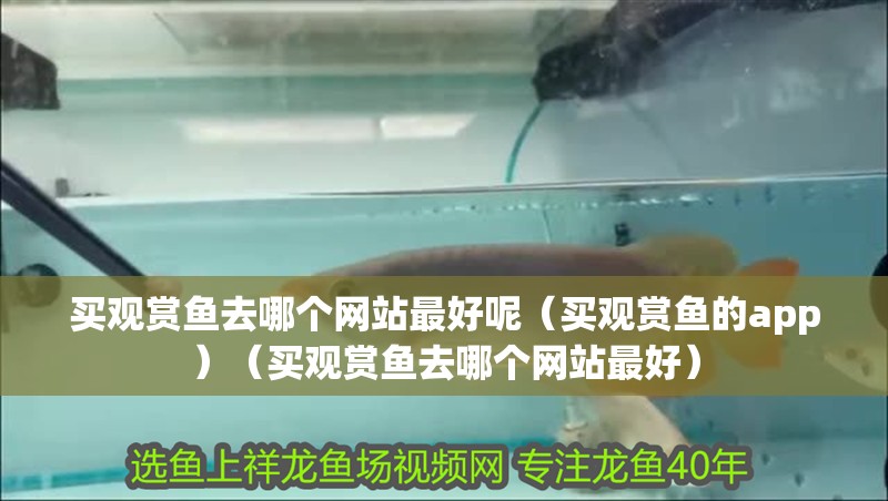 龍魚怕什么 買觀賞魚去哪個網站最好呢(買觀賞魚的app)(買觀賞魚去哪個網站最好) 觀賞魚百科 買觀賞魚去哪個網站最好呢(買觀賞魚的app)(買觀賞魚去哪個網站最好) 買觀賞魚去哪個網站最好呢(買觀賞魚的app)(買觀賞魚去哪個網站最好) 觀賞魚百科