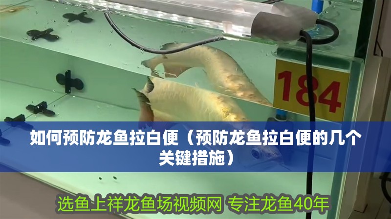 如何預防龍魚拉白便（預防龍魚拉白便的幾個關鍵措施）