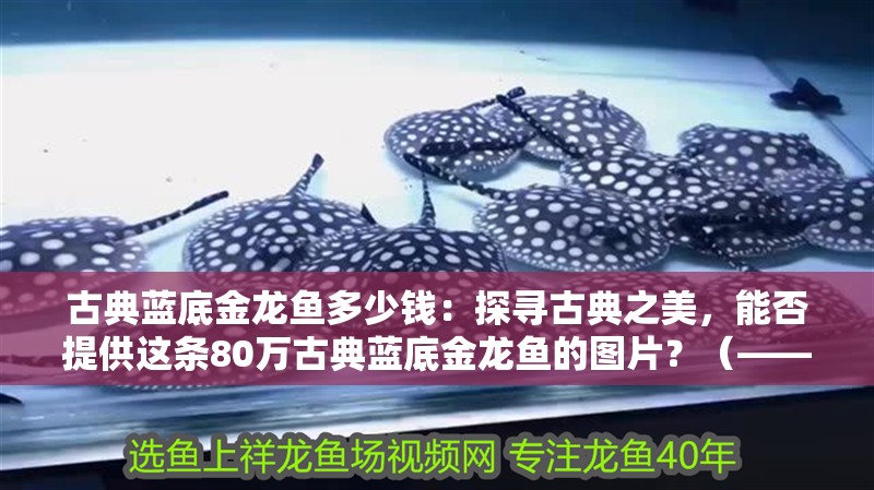 古典藍底金龍魚多少錢：探尋古典之美，能否提供這條80萬古典藍底金龍魚的圖片？（——一條古典藍底金龍魚的價格及圖案）