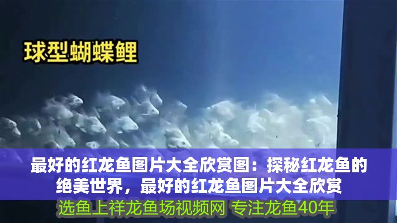 最好的紅龍魚圖片大全欣賞圖：探秘紅龍魚的絕美世界，最好的紅龍魚圖片大全欣賞