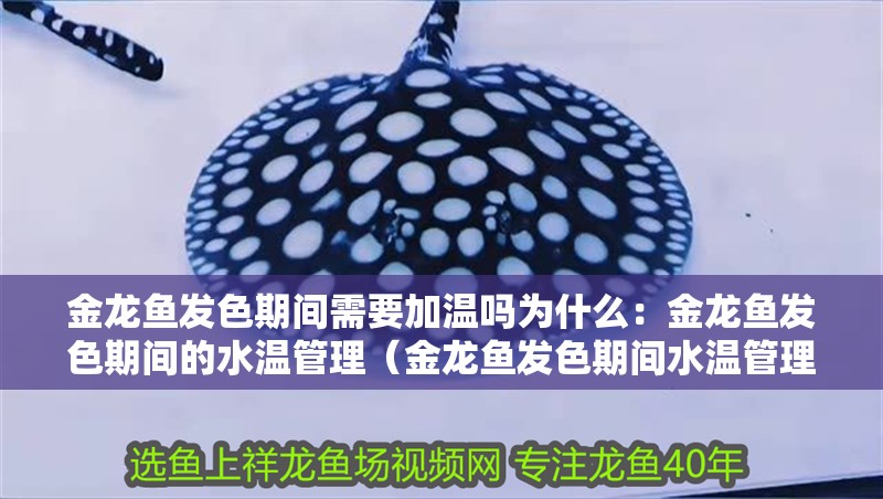 金龍魚發色期間需要加溫嗎為什么：金龍魚發色期間的水溫管理（金龍魚發色期間水溫管理）