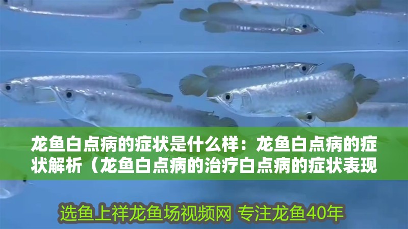 龍魚(yú)白點(diǎn)病的癥狀是什么樣：龍魚(yú)白點(diǎn)病的癥狀解析（龍魚(yú)白點(diǎn)病的治療白點(diǎn)病的癥狀表現(xiàn)是一種常見(jiàn)的水族箱疾病）