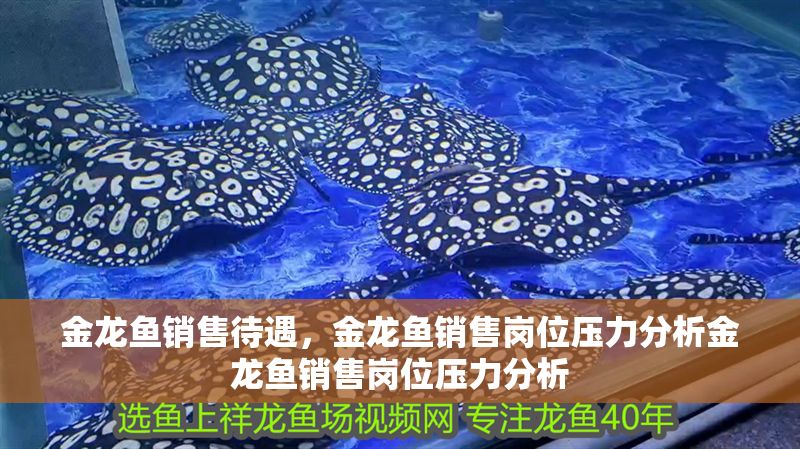 金龍魚銷售待遇，金龍魚銷售崗位壓力分析金龍魚銷售崗位壓力分析