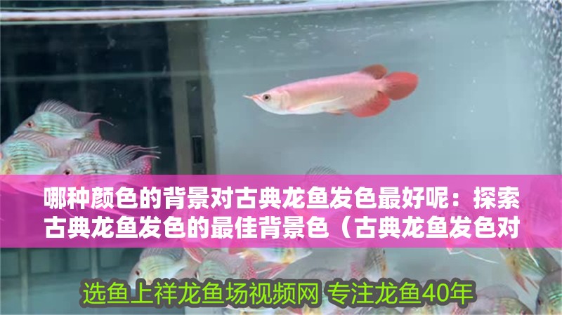 家庭養龍魚好嗎風水好嗎 哪種顏色的背景對古典龍魚發色最好呢:探索古典龍魚發色的最佳背景色(古典龍魚發色對古典龍魚發色的選擇與古典龍魚發色的選擇) 水族問答 哪種顏色的背景對古典龍魚發色最好呢:探索古典龍魚發色的最佳背景色(古典龍魚發色對古典龍魚發色的選擇與古典龍魚發色的選擇) 哪種顏色的背景對古典龍魚發色最好呢:探索古典龍魚發色的最佳背景色(古典龍魚發色對古典龍魚發色的選擇與古典龍魚發色的選擇) 水族問答