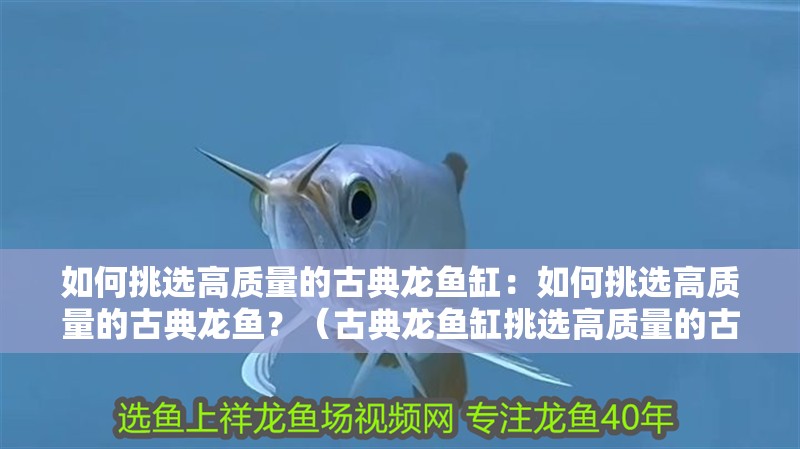 如何挑選高質量的古典龍魚缸：如何挑選高質量的古典龍魚？（古典龍魚缸挑選高質量的古典龍魚缸的幾個關鍵步驟）