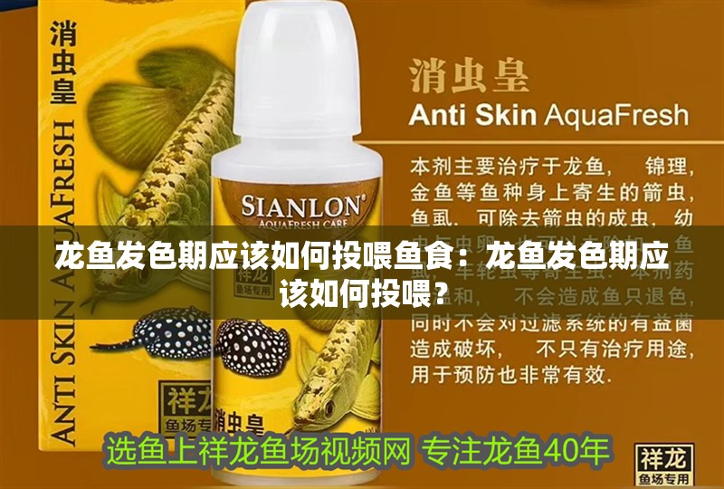 龍魚發色期應該如何投喂魚食：龍魚發色期應該如何投喂？