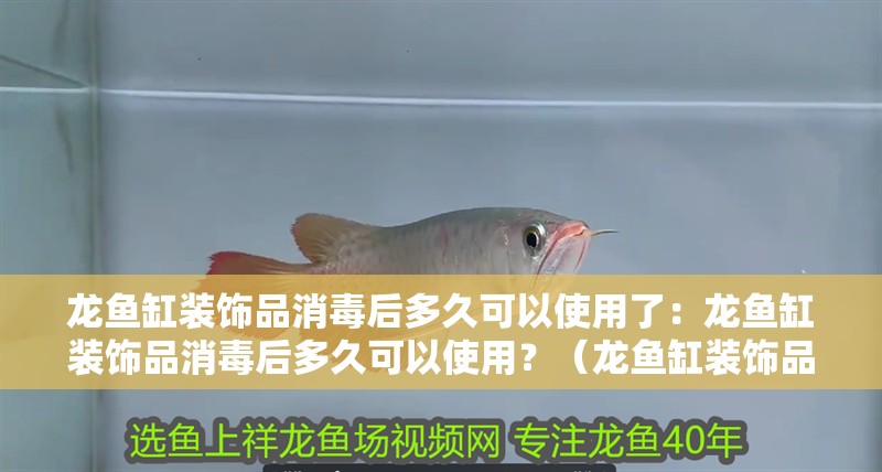 龍魚缸裝飾品消毒后多久可以使用了：龍魚缸裝飾品消毒后多久可以使用？（龍魚缸裝飾品消毒后多久可以更換裝飾品，龍魚缸裝飾品需要注意）