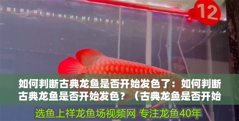 如何判斷古典龍魚是否開始發色了：如何判斷古典龍魚是否開始發色？（古典龍魚是否開始發色和發色期間發色期間的關鍵指標）
