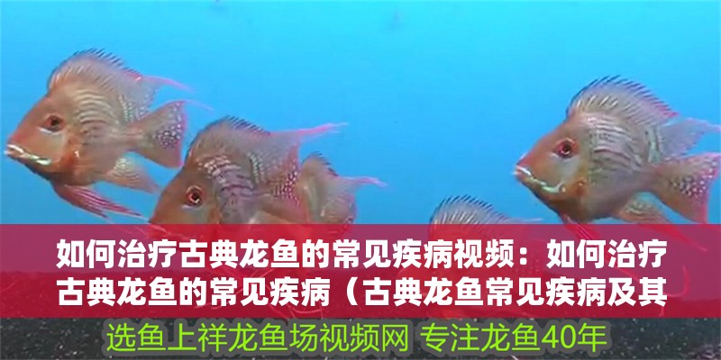 如何治療古典龍魚的常見疾病視頻：如何治療古典龍魚的常見疾病（古典龍魚常見疾病及其治療方法）