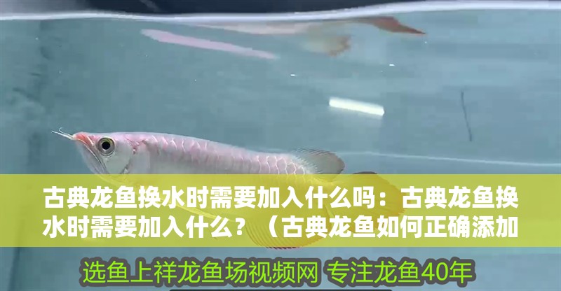 古典龍魚換水時需要加入什么嗎：古典龍魚換水時需要加入什么？（古典龍魚如何正確添加新水）