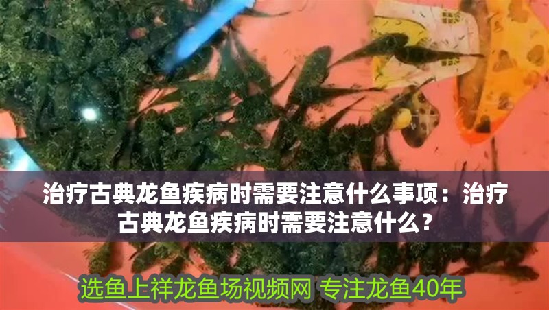 治療古典龍魚疾病時需要注意什么事項：治療古典龍魚疾病時需要注意什么？