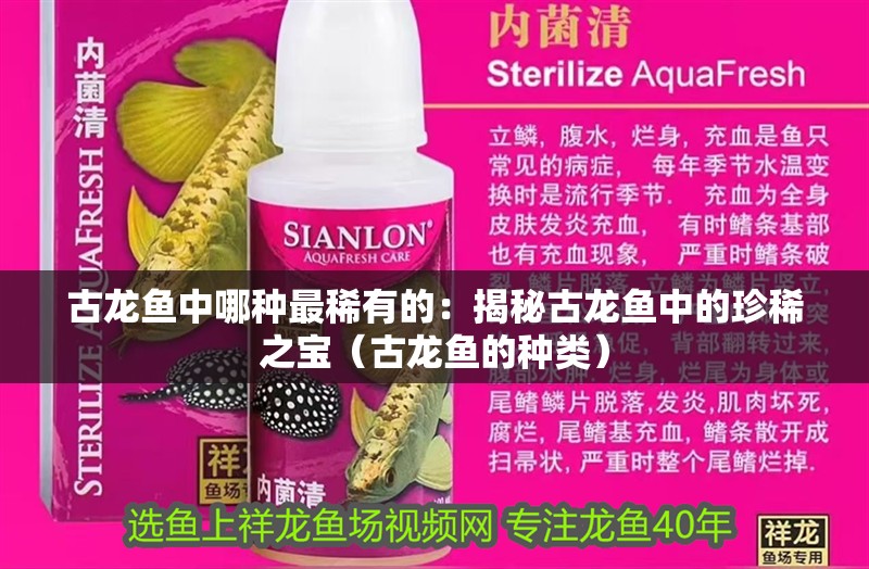 古龍魚中哪種最稀有的：揭秘古龍魚中的珍稀之寶（古龍魚的種類）